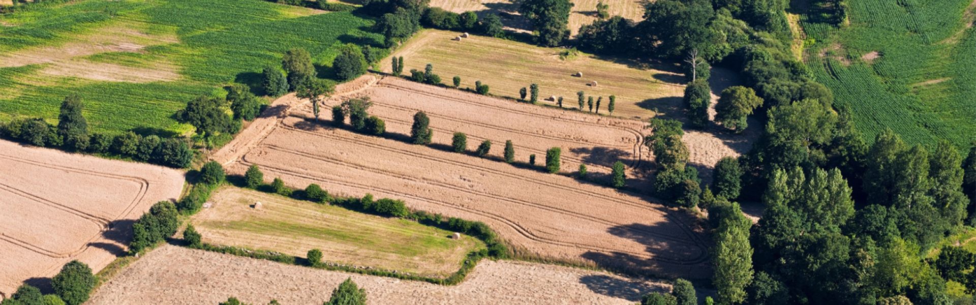 Des paysages bocagers pour favoriser la diversité végétale dans les champs cultivés